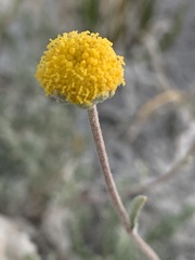 Artemisia potentilloides