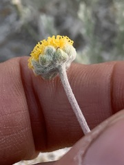 Artemisia potentilloides