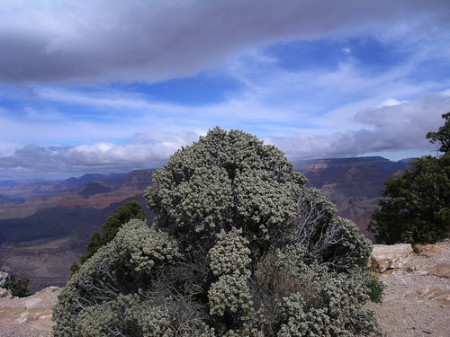 Roundleaf buffaloberry