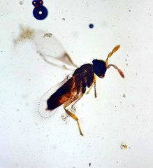 Trichogrammatidae