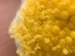 Artemisia potentilloides