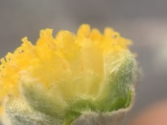 Artemisia potentilloides