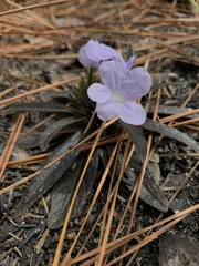 Ruellia ciliosa