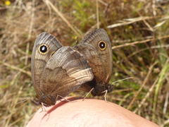 Cercyonis pegala boopis