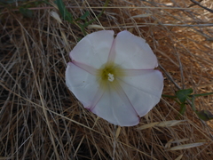 Calystegia purpurata