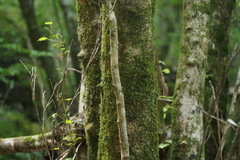 Euptelea polyandra