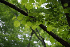 Euptelea polyandra