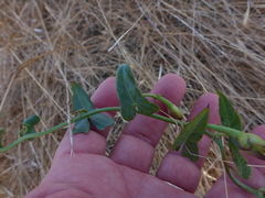 Calystegia purpurata