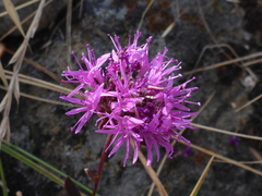 Monardella purpurea