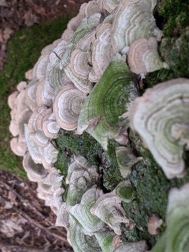 photo of Shelf Fungi (Polyporales)
