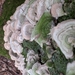 photo of Shelf Fungi (Polyporales)