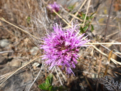 Monardella purpurea
