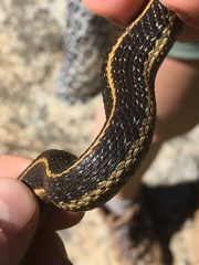 Thamnophis couchii