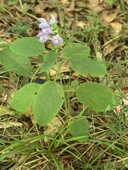 Scutellaria mellichampii