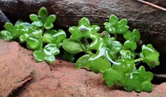 Hydrocotyle foveolata