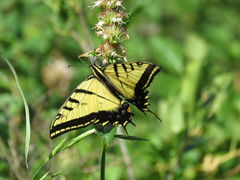 Papilio multicaudata pusillus