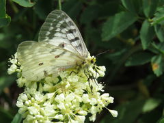 Parnassius clodius menetriesii