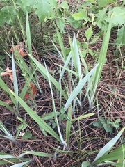 Paspalum bifidum