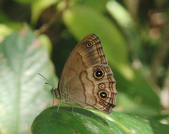 Optimandes eugenia eugenia