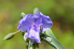 Acmaeodera tubulus