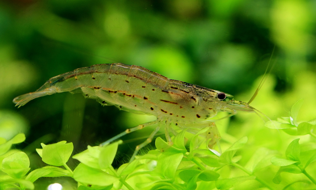 Crevette Amano (Caridina multidentata)