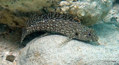 Hairy Blenny