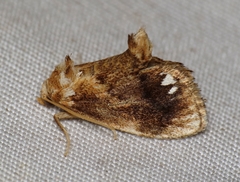 Packardia geminata