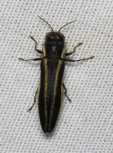 Two-lined Chestnut Borer photo 2