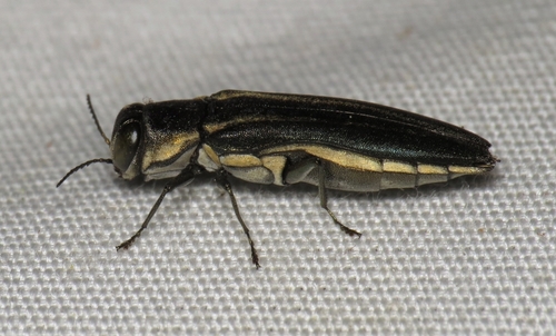 Two-lined Chestnut Borer photo 3
