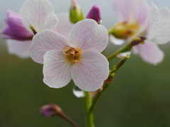 Cardamine polemonioides