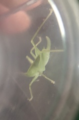 Meconema meridionale