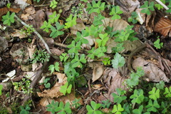 Oxalis griffithii