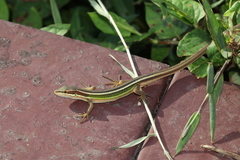 Takydromus viridipunctatus