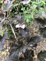 Podosphaera physocarpi