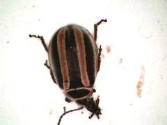 Kuschelina miniata