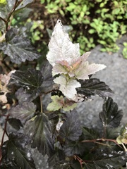 Podosphaera physocarpi