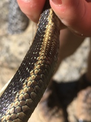 Thamnophis couchii