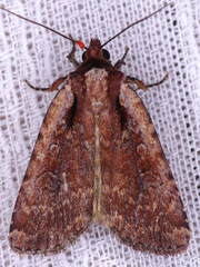 Eueretagrotis attentus