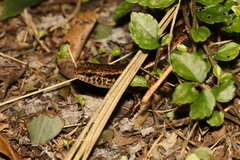 Sphenomorphus indicus