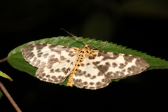 Percnia luridaria