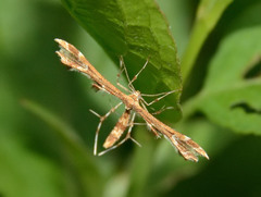 Geina periscelidactylus