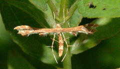 Geina periscelidactylus