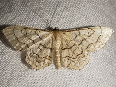Idaea moniliata