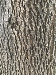 Fraxinus pennsylvanica