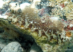Batzella rubra