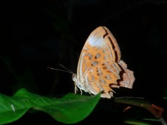 Taxila haquinus palawanicus