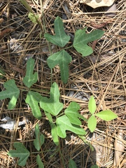 Phaseolus polystachios sinuatus