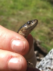 Thamnophis couchii