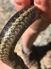 Thamnophis couchii