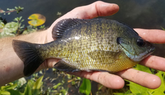 Lepomis macrochirus